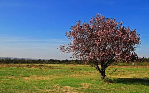 címlapfotó fa tavasz virágzó fa