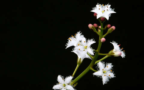 fehér virág, tavasz, magyarország