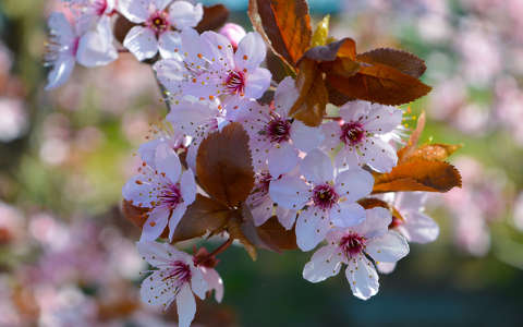 Szilvafa virága, tavasz, napfény, bokeh