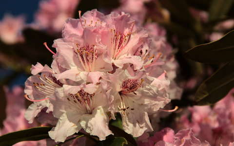 rododendron tavasz tavaszi virág