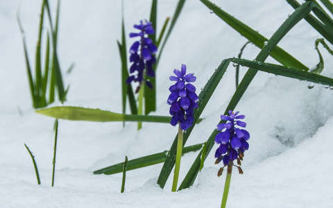 fürtösgyöngyike tavasz tavaszi virág tél