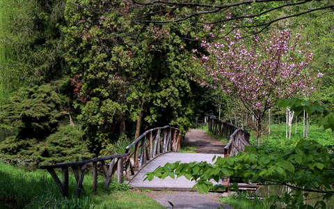 híd kertek és parkok tavasz virágzó fa