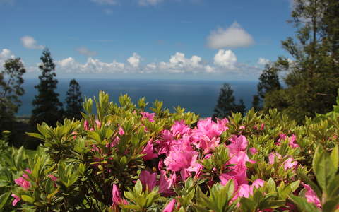 azori-szigetek portugália rododendron tavasz