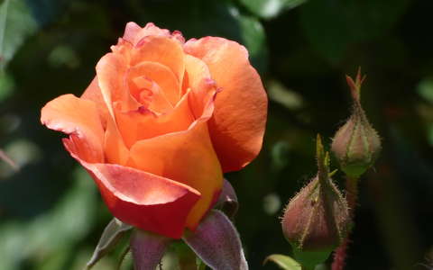 bimbó címlapfotó rózsa