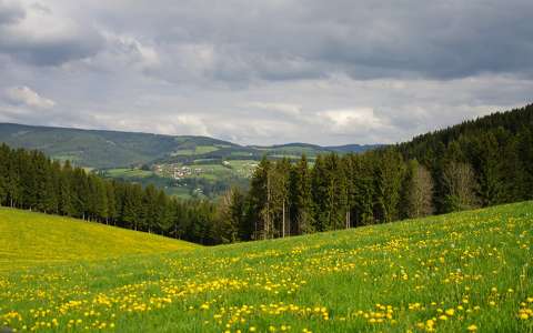 alpok ausztria vadvirág virágmező