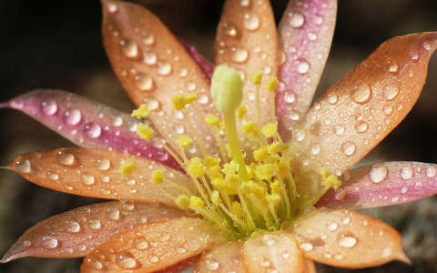 Kaktusz - Rebutia heliosa virága