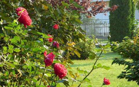 kertek és parkok rózsa