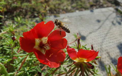 kukacvirág méh rovar