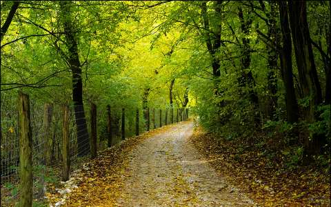 erdő kerítés út ősz
