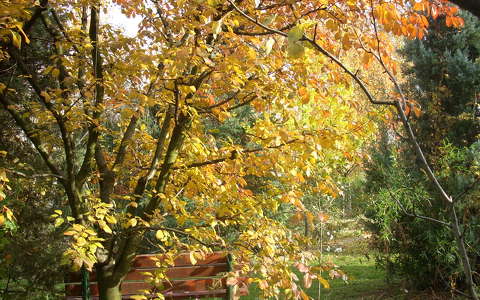 ősz,sárguló fa