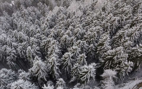 erdő fenyő tél örökzöld