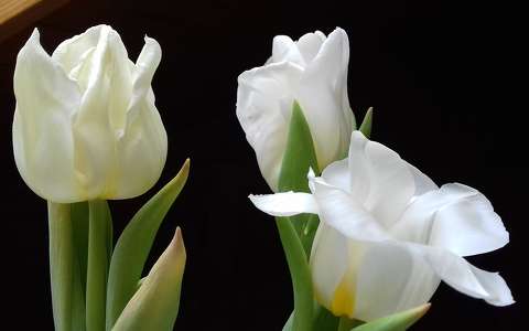Fehér tulipánok