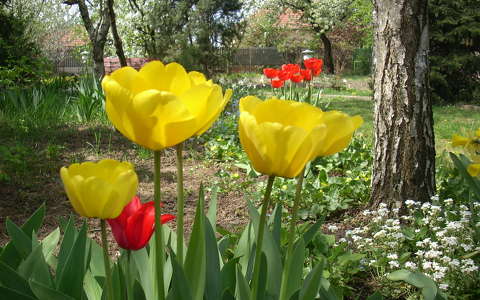 Tulipán,tavasz