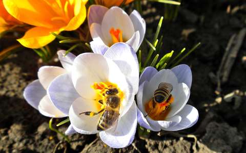 krókusz méh tavasz tavaszi virág