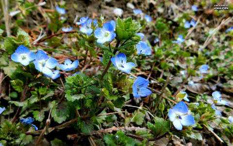 kék vadvirág, magyarország