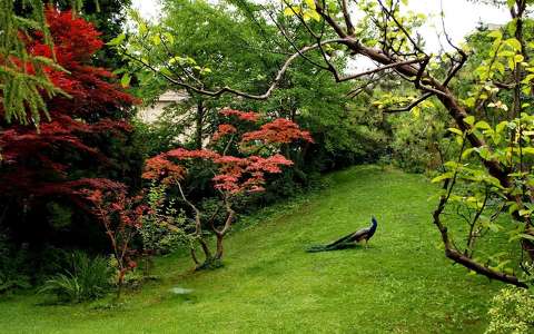 címlapfotó kertek és parkok madár páva