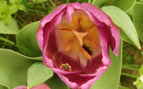 rovar tavaszi virág tulipán