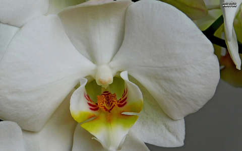 fehér lepkeorchidea (Phalaenopsis)