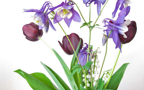 gyöngyvirág harangláb névnap és születésnap tavaszi virág
