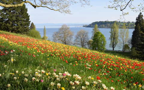 címlapfotó tavasz tulipán virágmező