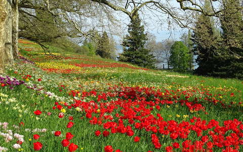 címlapfotó kertek és parkok tavasz tavaszi virág