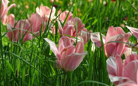 címlapfotó tavaszi virág tulipán