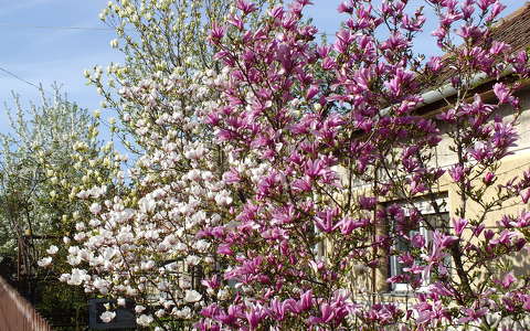 Magnolia. Fotó Csonki