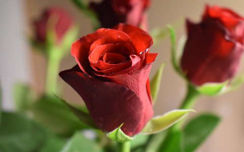 bimbó címlapfotó rózsa