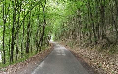 címlapfotó erdő út