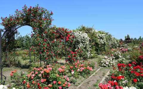 címlapfotó kertek és parkok rózsa