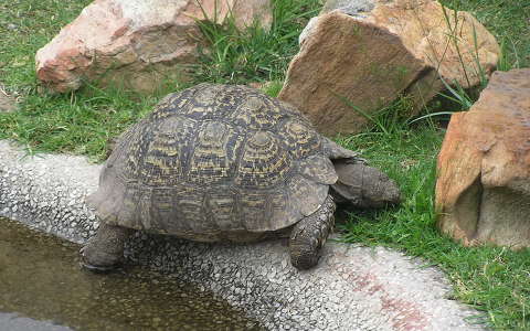 Dél-Afrika teknősbéka