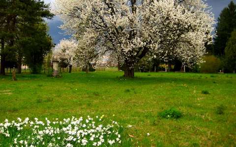 tavasz, nárcisz, cseresznyefa, Rédics, Zala megye, virágzó fa