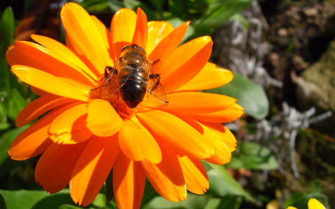 Körömvirág - méhecske -  (2009.nov.Csór ) fotó:Kőszály