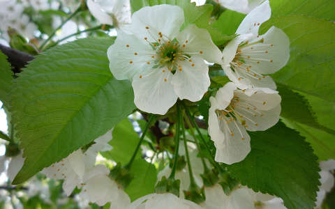 cseresznyefa virága