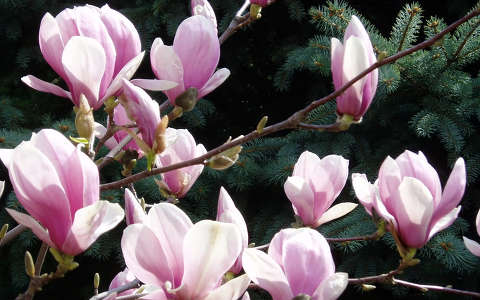 magnólia tavaszi virág