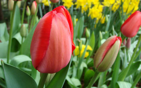 Tulipánok és nárciszok