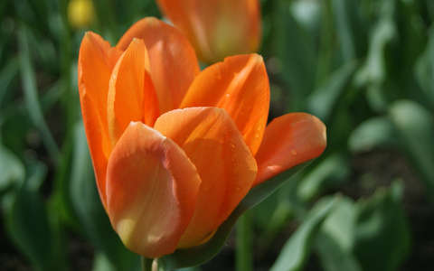 Tavaszi virágok
Fotó:Gergely Zsuzsanna
