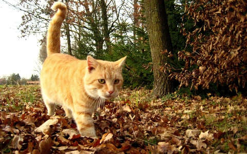 macska, ősz, cicaséta :-)