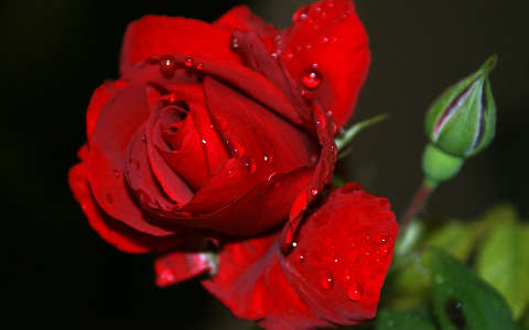 nyári virág rózsa valentin vízcsepp