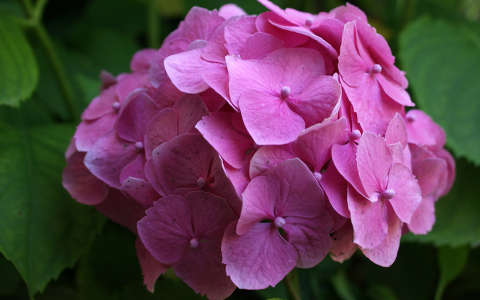 hortenzia nyári virág