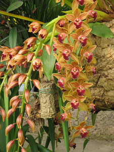 Orchidea-zuhatag