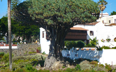Drago, a több mint 1000 éves sárkányfa-Tenerife