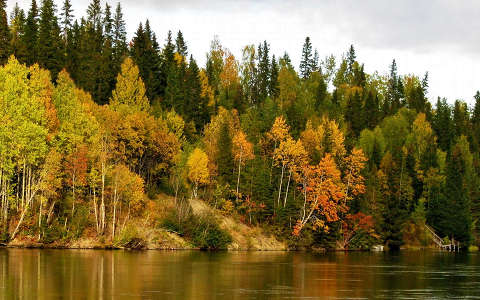 erdő folyó ősz