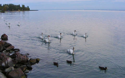 balaton hattyú magyarország tó