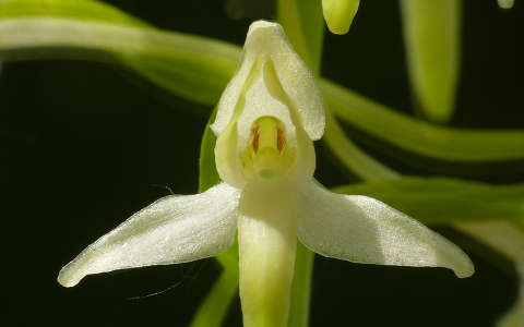 Orchidea: kétlevelű sarkvirág (Platanthera bifolia)
