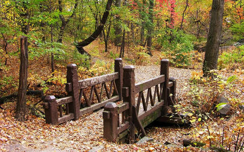 címlapfotó erdő híd ősz