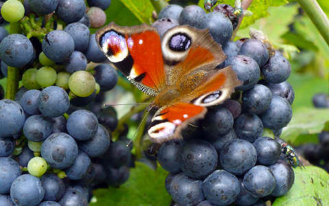 Pillangó a szőlőn