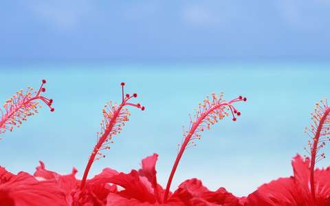 hibiszkusz tenger trópusi virág