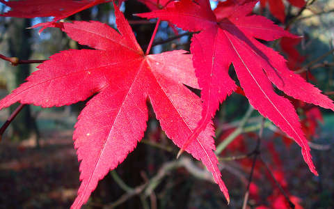 Szarvas - Arborétum (Pepikert) - ősz - őszi levelek  fotó: Kőszály