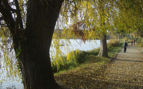 fa tó út ősz